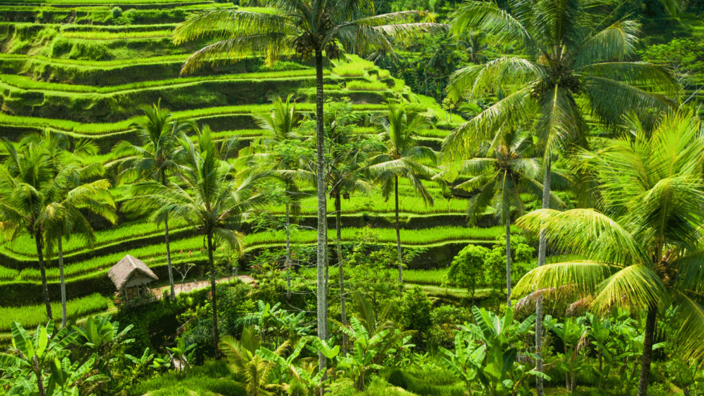 Hidden Gems - Rice terraces in Tabanan Beautiful rice terraces are one of Tabanan regency's hidden gems